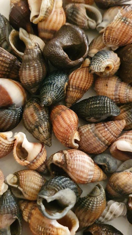 Nieuwpoort Marjolaine Prachtig Zeezicht - 4De Verdiep -Op De Dijk 5Pers Zewnętrze zdjęcie
